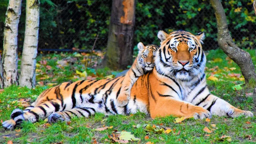 Международный день Тигра